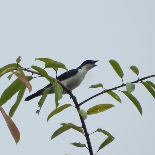 Pied Cuckooshrike