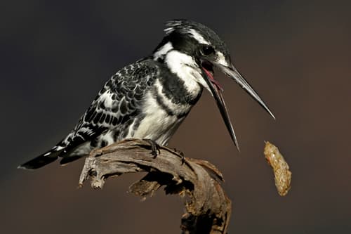 Pied Kingfisher