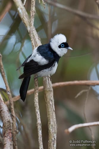 Pied Monarch