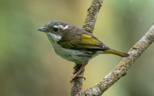 Pied Shrike-Babbler