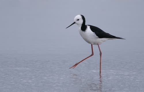 Pied Stilt