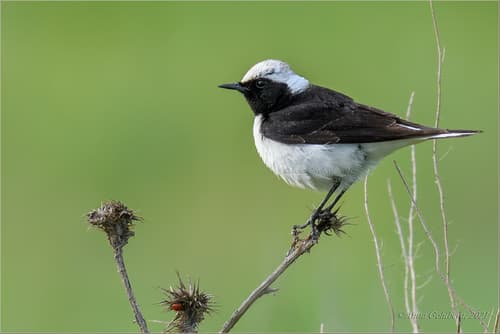 Pied Wheatear