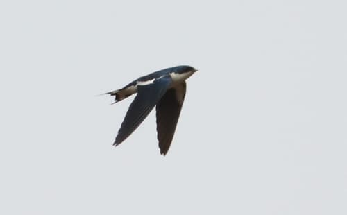 Pied-winged Swallow