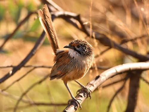 Pilbara Grasswren