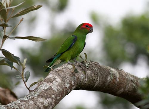 Pileated Parrot