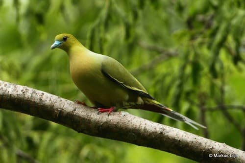 Pin-tailed Green-Pigeon