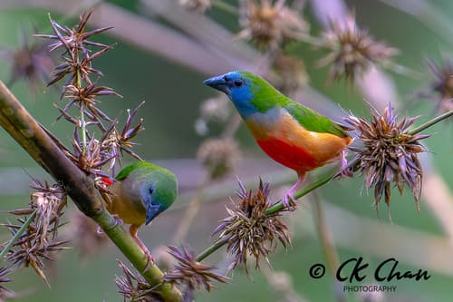 Pin-tailed Parrotfinch