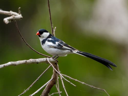 Pin-tailed Whydah