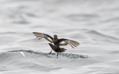 Pincoya Storm-Petrel