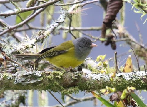 Pink-billed Cnemoscopus