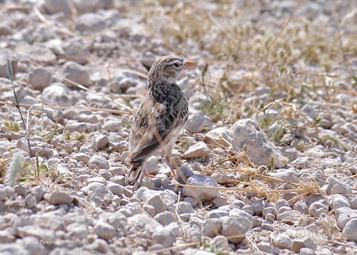 Pink-billed Lark