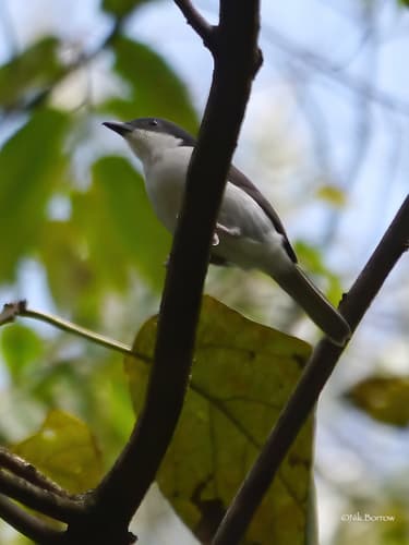 Pink-footed Puffback