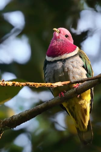 Pink-headed Fruit Dove