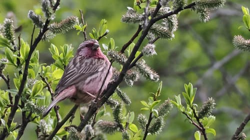 Pink-rumped Rosefinch