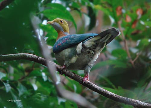 Pink-spotted Fruit Dove