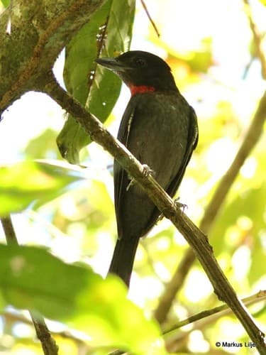 Pink-throated Becard