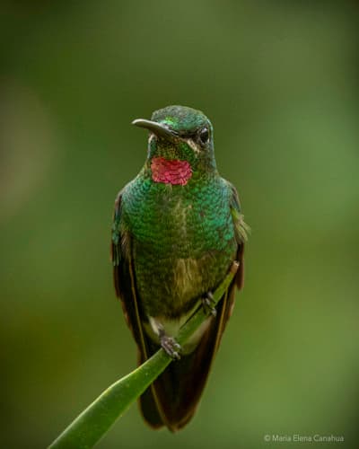 Pink-throated Brilliant
