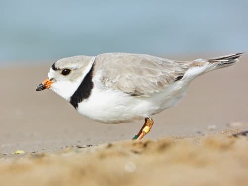 Piping Plover