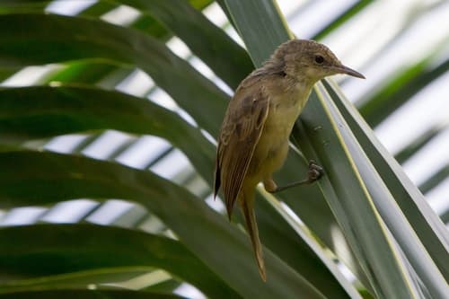 Pitcairn Reed Warbler