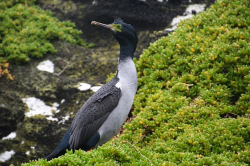 Pitt Island Shag
