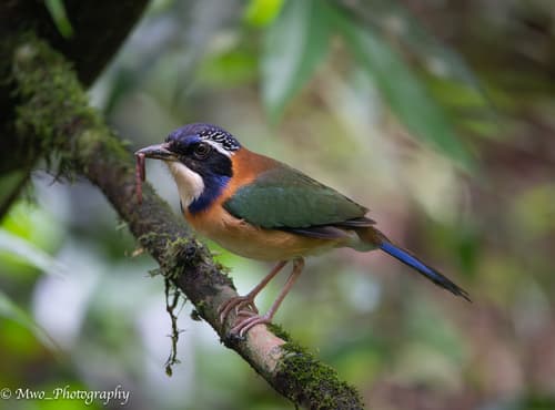 Pitta-like Ground-Roller