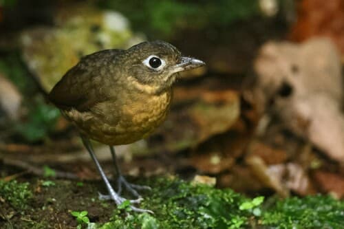 Plain-backed Antpitta