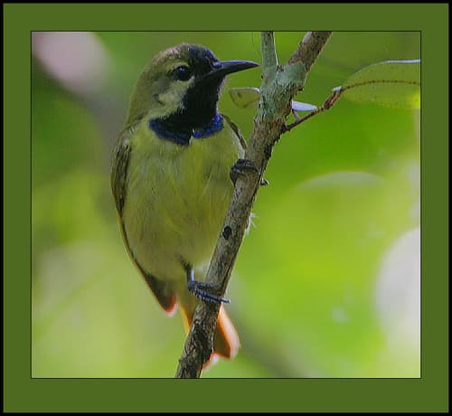 Plain-backed Sunbird