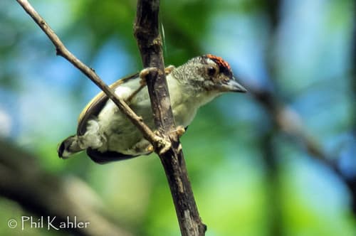 Plain-breasted Piculet