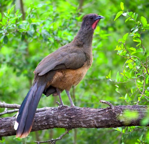 Plain Chachalaca