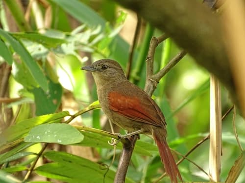 Plain-crowned Spinetail