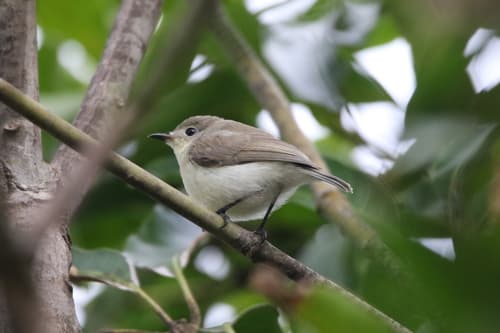 Plain Gerygone
