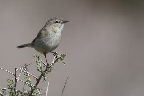 Plain Leaf Warbler