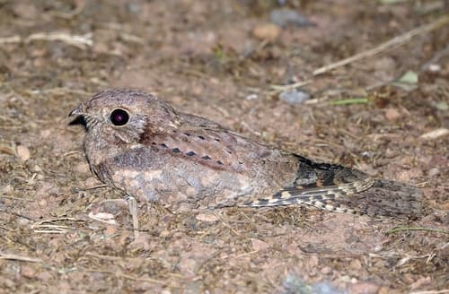 Plain Nightjar