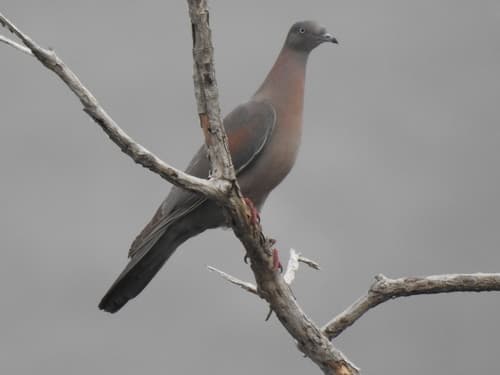 Plain Pigeon