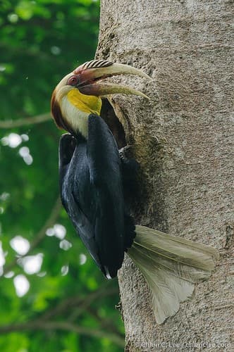 Plain-pouched Hornbill