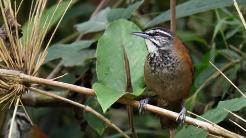 Plain-tailed Wren