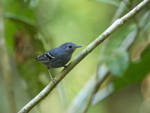 Plain-throated Antwren