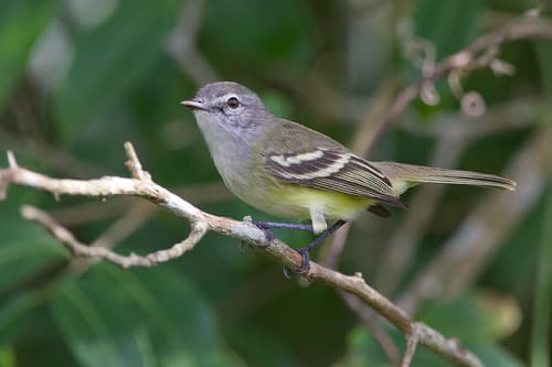 Plain Tyrannulet