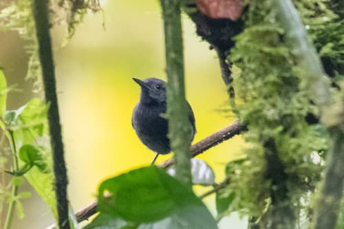 Plain-winged Antwren