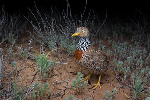 Plains-wanderer