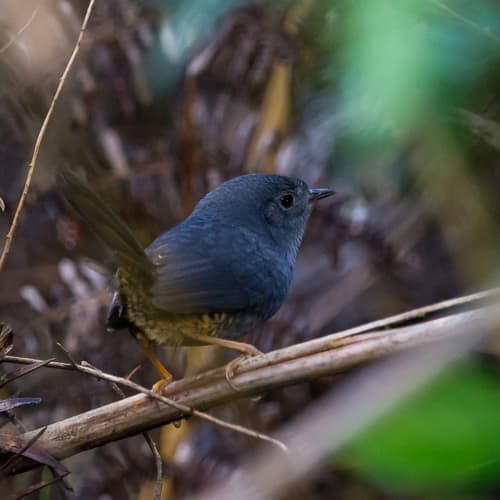 Planalto Tapaculo