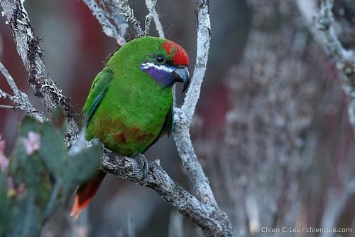 Plum-faced Lorikeet
