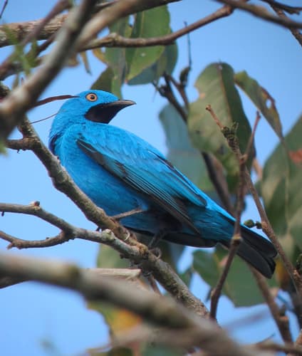 Plum-throated Cotinga