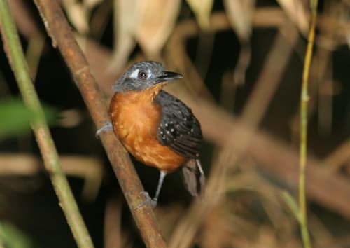 Plumbeous Antbird