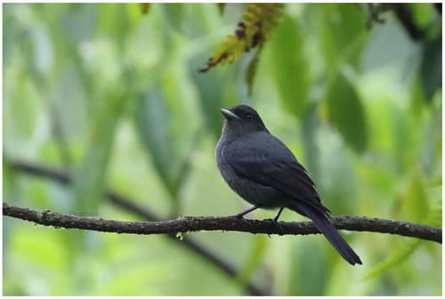 Plumbeous Black-Tyrant