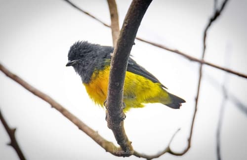 Plumbeous Euphonia
