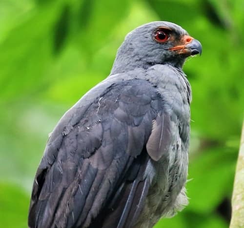 Plumbeous Hawk