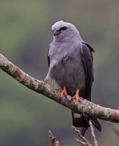 Plumbeous Kite