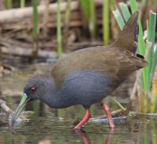 Plumbeous Rail