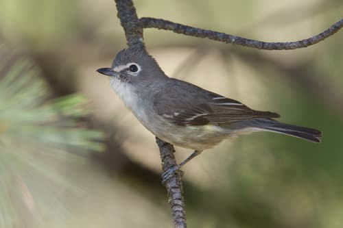 Plumbeous Vireo